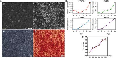 The Landscape of DNA Methylation Associated With the Transcriptomic Network of Intramuscular Adipocytes Generates Insight Into Intramuscular Fat Deposition in Chicken